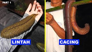 Download lagu 100 BIGGEST ANIMALS IN THE WORLD - PART 1 mp3