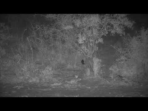 Djuma: Civet-Pt:2 - 20:55 - 09/14/20