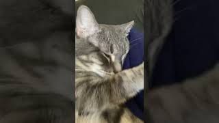 Sleepy cat shows 3rd eyelid