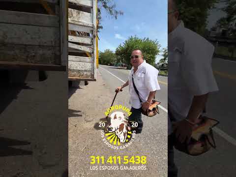 despachando para Montañita caqueta #caquetacolombia  #girolandof1  #ganaderoscolombia  #gyrcolombia