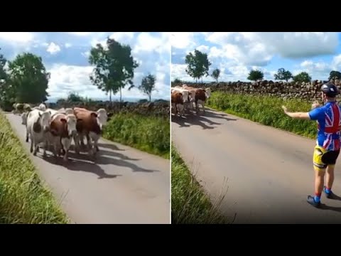 La mandria delle mucche è in fuga: il gesto del ciclista è sorprendente