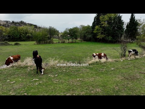 AKTUALE - Jonus Puraj / Blegtor i mbarshtimit të lopëve