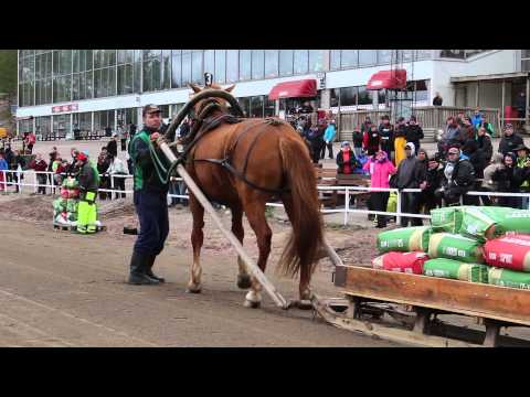 Vilpotar ja Markku Mässeli suomenhevosten työmestaruuskilpailuissa