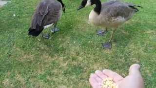 preview picture of video 'Feeding Canadian Geese at Loma Linda VA Hospital'