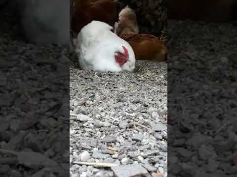 Staubbad - so relaxen Hühner