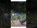 CRAZY PIGEON TRAP MEME || PIGEON GOT TRANSFERRED TO BACKROOMS ....... #shorts #backrooms