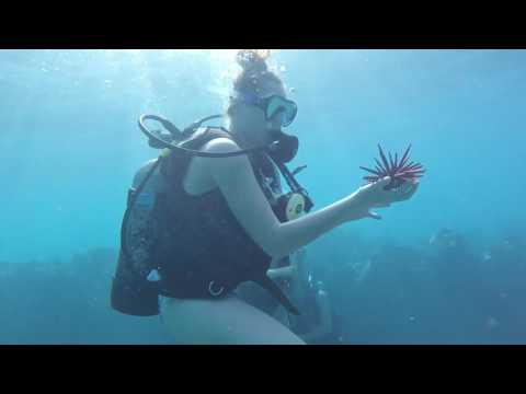 Girls First Dive Maui Ulua Beach