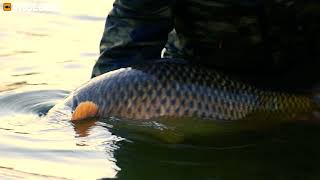 Prut Prologic C6 Inspire  (Full Duplon) 12ft 360cm 3,25lb 2D