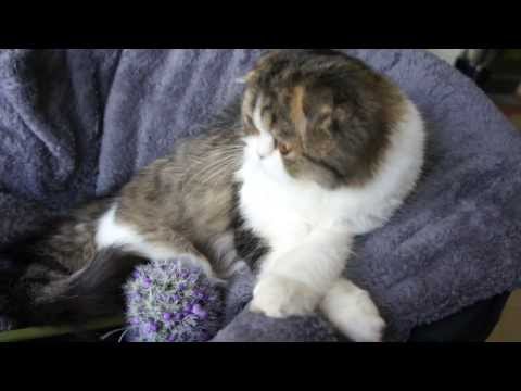Gentle Charm Celena *Gatil De Divinus* Scottish Fold
