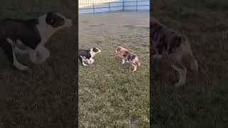 Video preview image #1 Australian Shepherd-Unknown Mix Puppy For Sale in Grafton, WI, USA