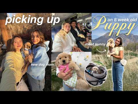 we flew 6 hours to pick up a golden retriever puppy | meet sunny ☀️