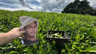野獣先輩とお茶摘みしてみた