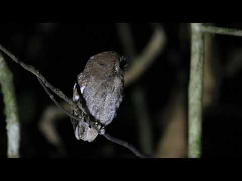 Vermiculated Screech-Owl — Bahía Drake, Costa Rica