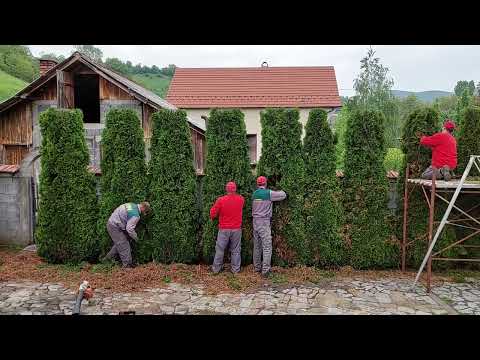 Živa ograda od smaragd tuja-kraćenje,čišćenje,orezivanje #gardenservis_timmax #tim_koji_uredjuje