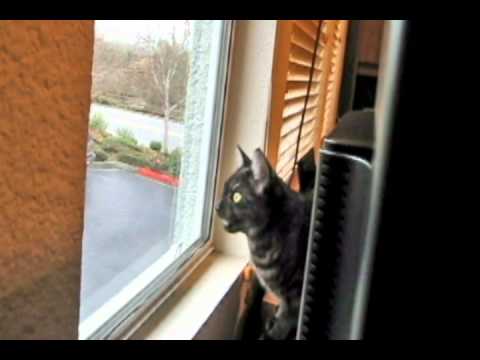 Mona Lisa Cat watching birds