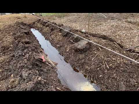 What Fruit Trees Can I Plant In Wet Areas?