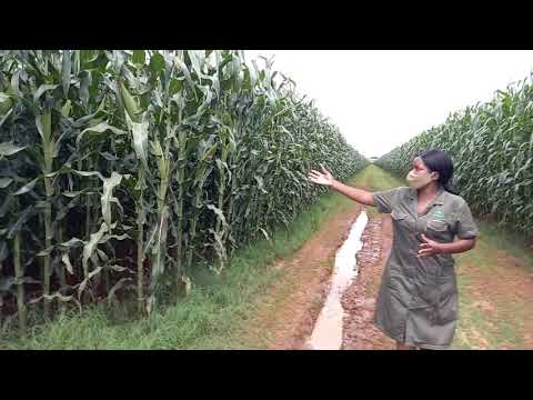 2020/21 Farming season loading... An exceptional crop of SC659 & SC719 established in Mash West Zim