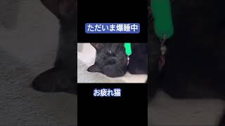 半目で爆睡中のキキ #猫 #黒猫 #かわいい