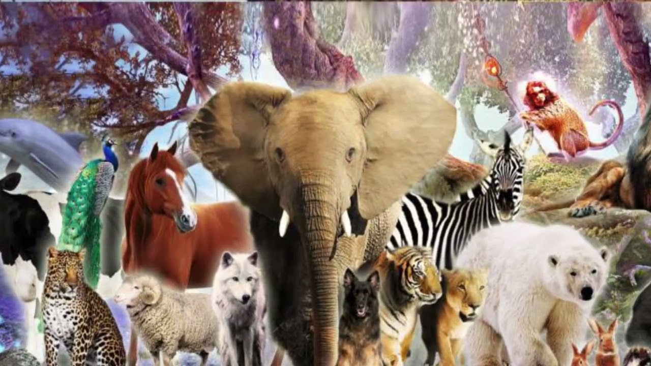 Beginner’s Guide to Spirit Animals