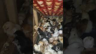 Download lagu Fully automatic incubator, all works by itself and you just have to wait for it to hatch. mp3