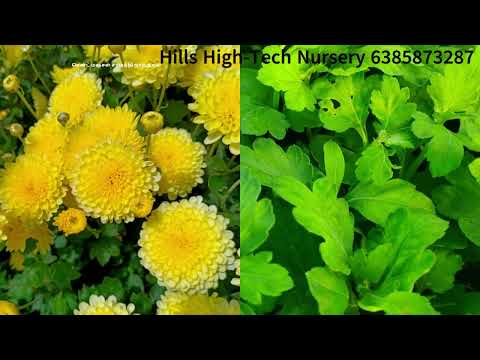 6 Inches Milky White Chrysanthemum seedlings