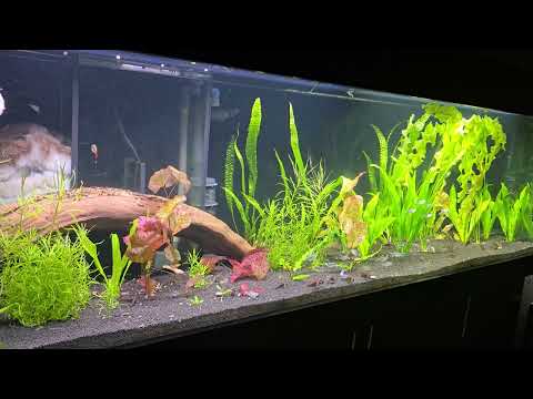 Blauer Perusalmler, Thayeria Spec., Osteogaster Eques und Sturisoma Aureum 