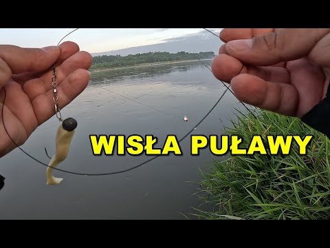 THIS SITUATION IS OVERWHELMING ME! VISTULA, PUŁAWY, AND THE BLADE-EATER