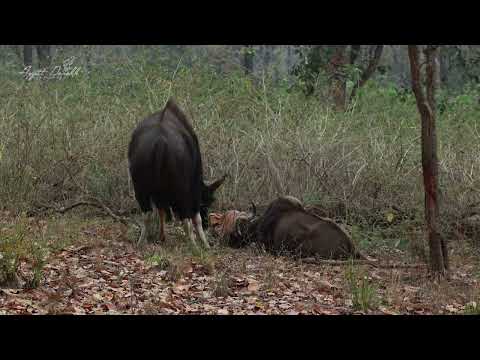 TIGER HUNTING GAUR / KANHA