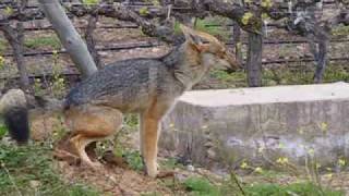 preview picture of video 'Zorro Culpeo, Cerrillos de Tamaya,Ovalle'