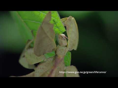 コノハムシが葉を食べる