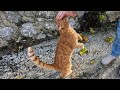 The Orange Cat Was Very Eager To Be Petted And Very Hungry