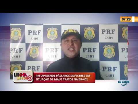 PRF apreende paÌssaros silvestres em situacão de maus tratos na BR-402 (11 05 20)