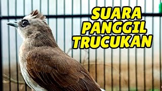 Download lagu Trucukan gacor ropel panjang suara besar NGOTOOOT!!! mp3