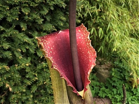 Typhonium venosum "indian giant" / Blüht  / voodoo lilie