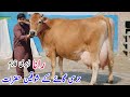 Rana Dairy Farm 30 Liter High Yield Jersey Cow Available Free Delivery Across Punjab