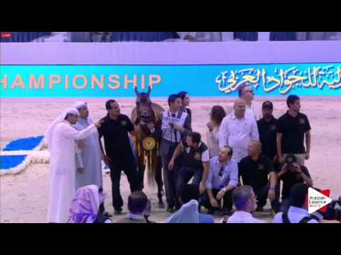 1ST-N.98 DONNA MOLTO BELLA SRA - Dubai 2016 - Mares Championship (Class 22)