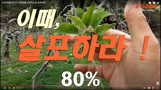 [사과재배] 낙화후 살포 적기는 언제인가 !