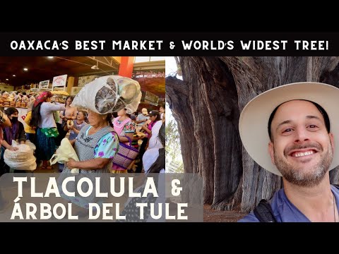 Tlacolula AND Tree of Tule: Oaxaca's BEST Market and the World's WIDEST Tree!
