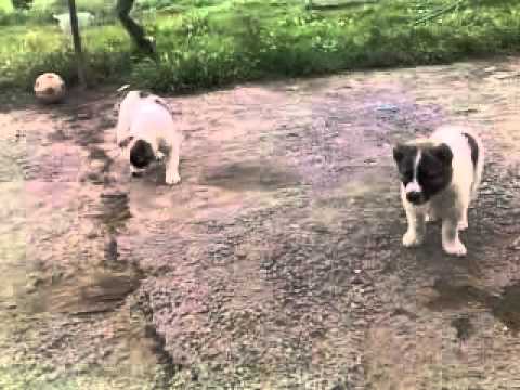 burgudin ogly ak copan itleri ak gara