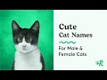 The Best Cute Cat Names for Male and Female Cats