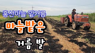 마늘 농사는 거름발이 좋아야 !!  이거면 끝판왕