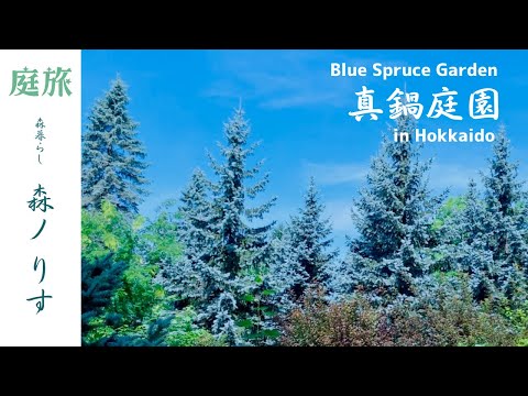 園芸 コロラドスプルース、ブルーモミ、ブルースプルース