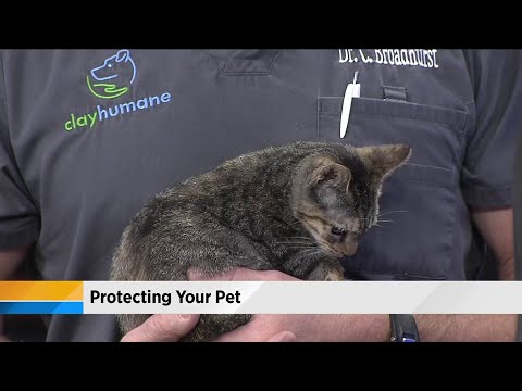 Protecting your pet from rabies