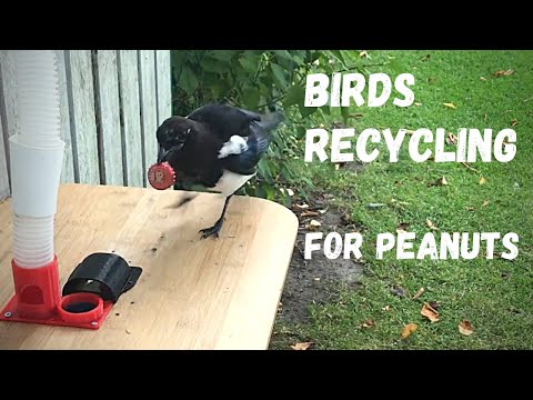 Magpie_trades 3 bottle-caps for food. High definition