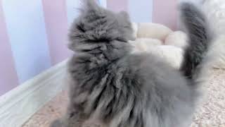 ミヌエットの動画01