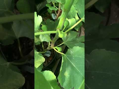 #Abebereira fig tree