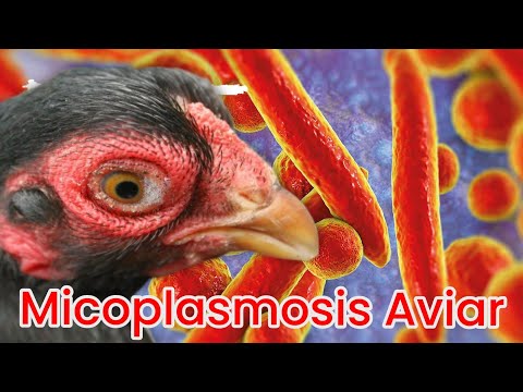 , title : 'Micoplasmosis aviar ( micoplasma )@elpoderdelpollo2342'