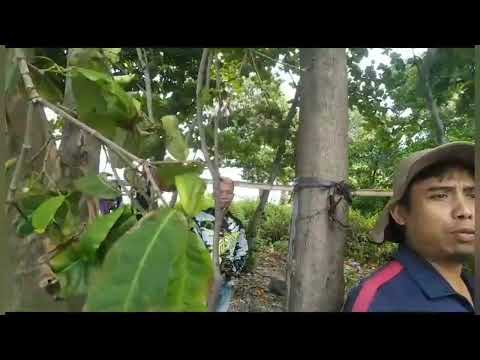 @gilamancingpuloseribugmps3359 di pulau monyet