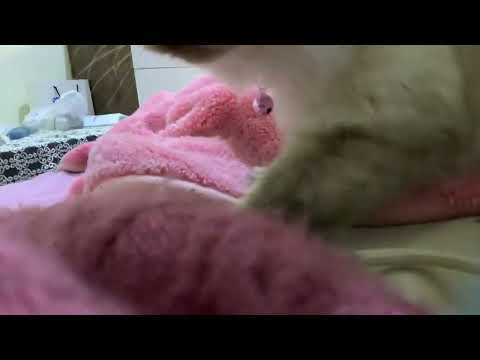 My cats breed is actually from himalaya lol