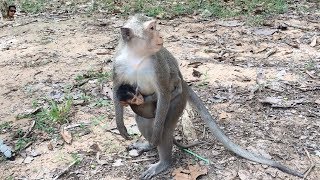 Poor Mother Scare Dog Take Baby On Top Of Tree Daily Monkeys Man #526